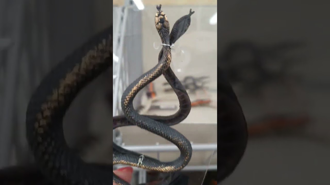 Snake! culebra!#shortsfeed #culebra #snakes #spanishlessons