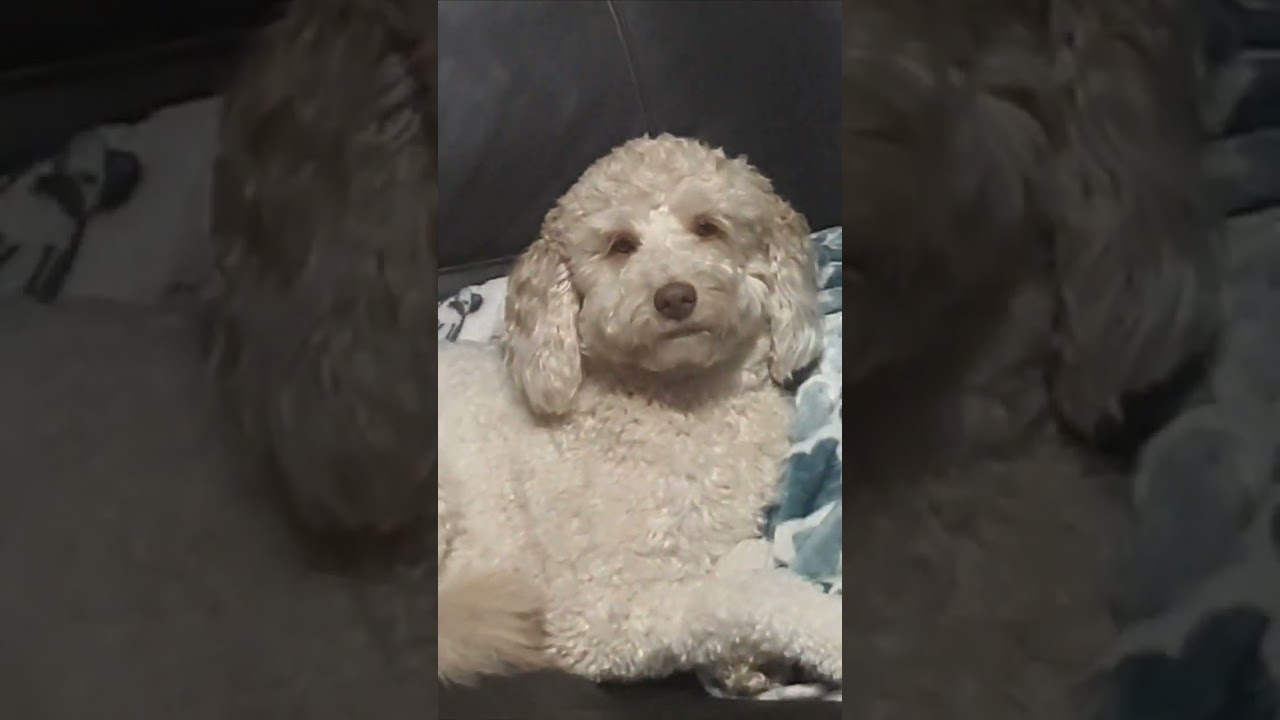 Spooky, fun, and wierd! #spooky #shortsfeed #goldendoodle
