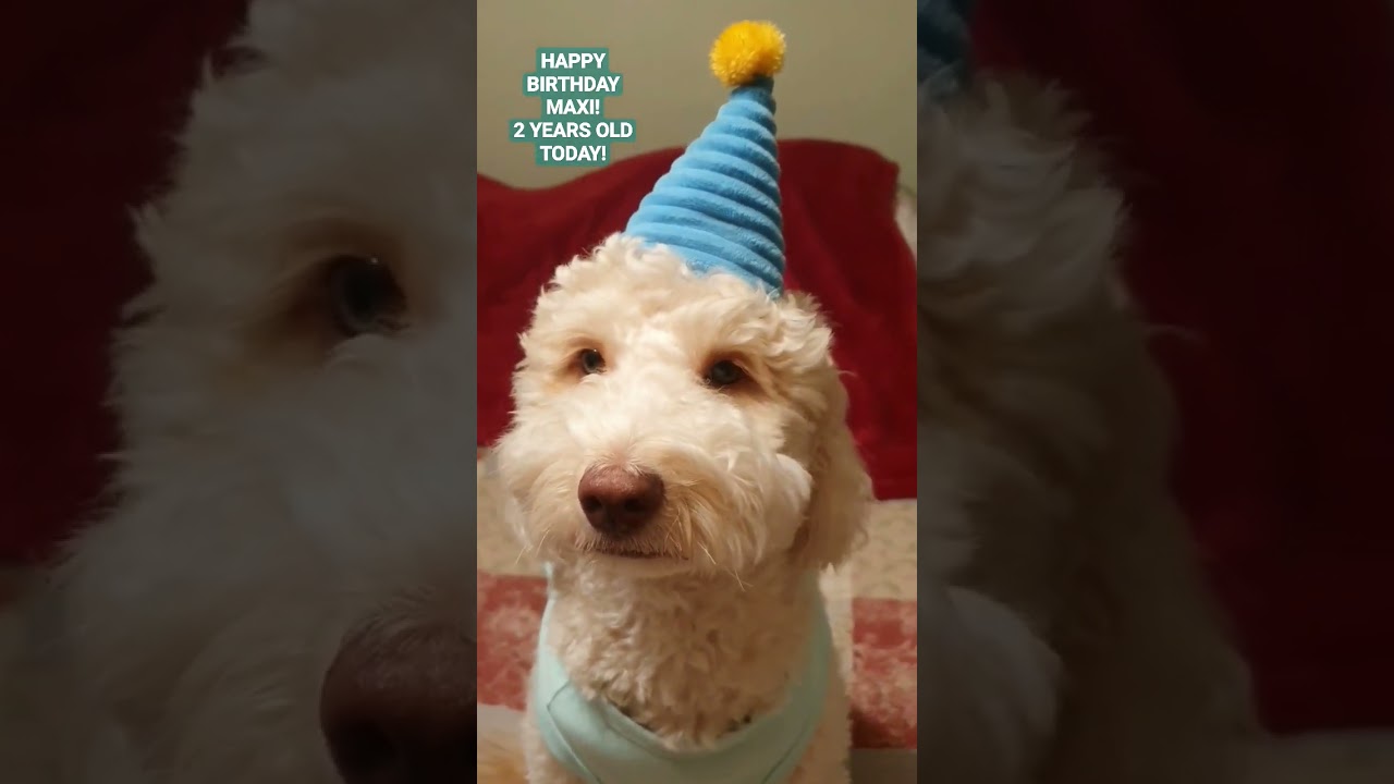 Happy birthday maxi! 2 years old! #shortsfeed #goldendoodle #maxwell #happybirthday#lovehim