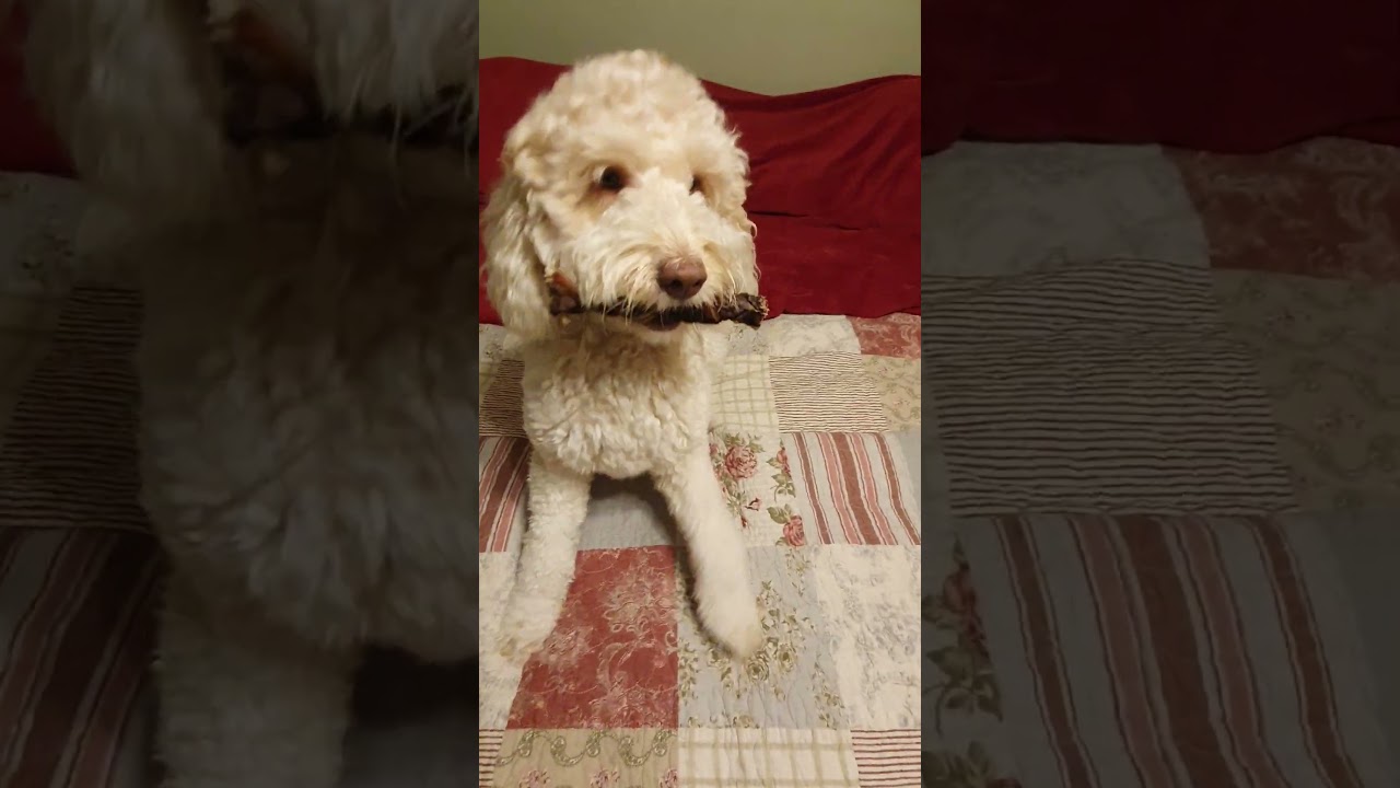Goldendoodle bone fight! (non rawhide, of course) #goldendoodle #doglover #dogmom #love #spoileddog