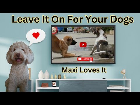 Dogs playing! perfect for your fur babies! tv for dogs! leave on when you go out! maxi loves it! 🐶🐶🐶