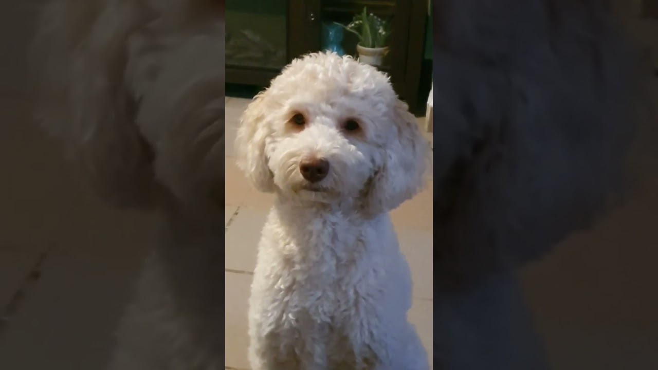 He had soft poop! #shortsfeed #goldendoodle #fruit #dogmom