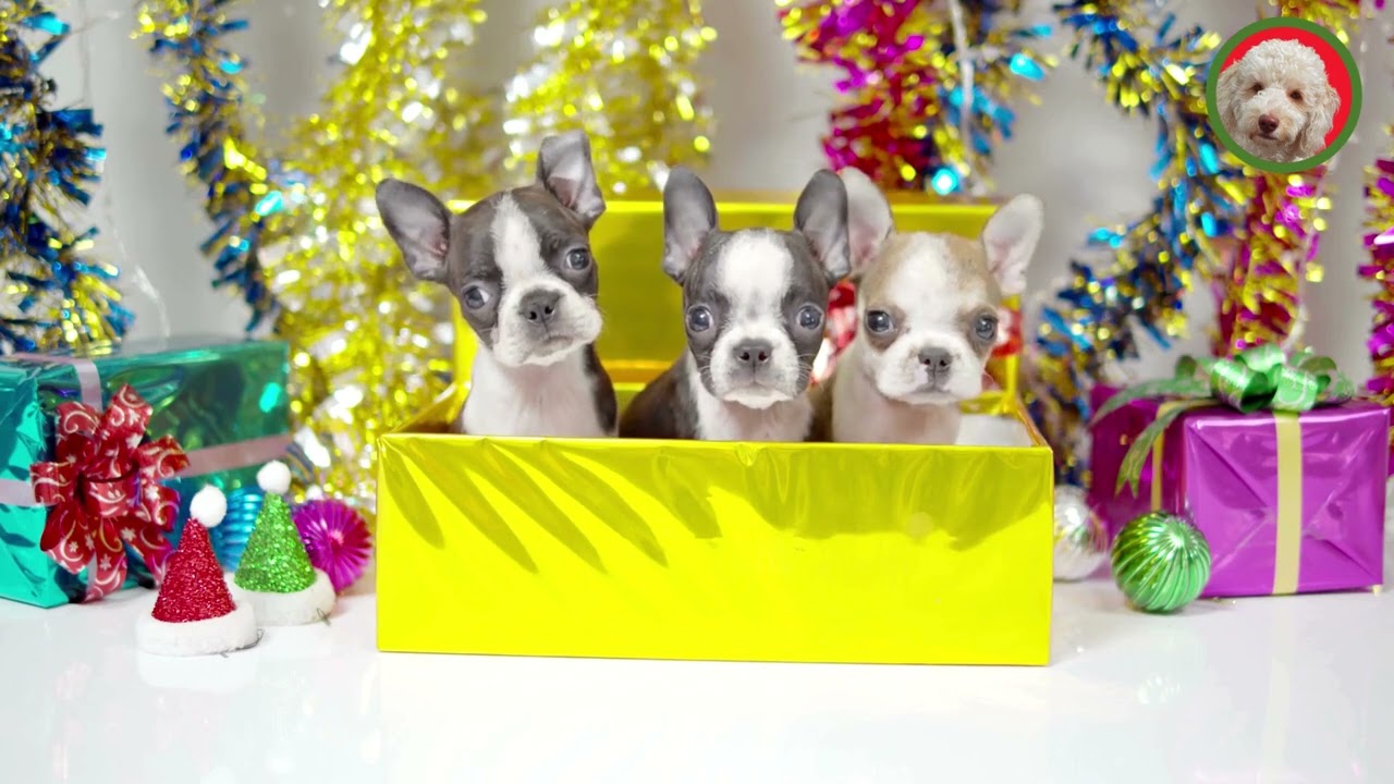 A doggy christmas! for dog lovers to play at home! play for your fur babies! christmas ambience!