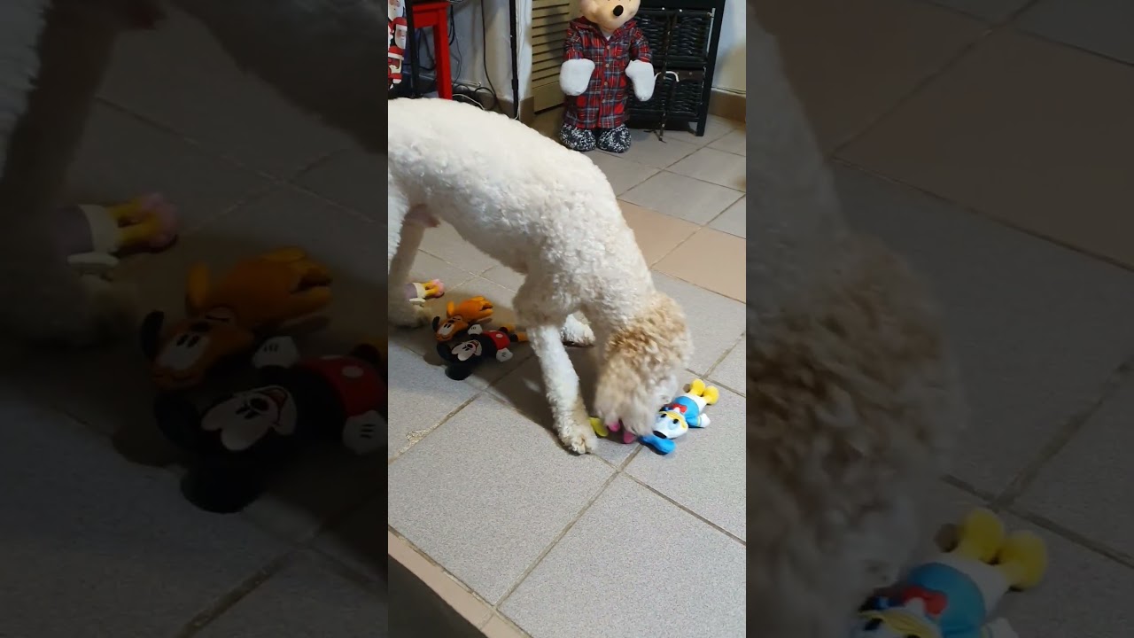 Dog picks his favorite pal! #shortsfeed #goldendoodle #waltdisneyworld #doglover #love