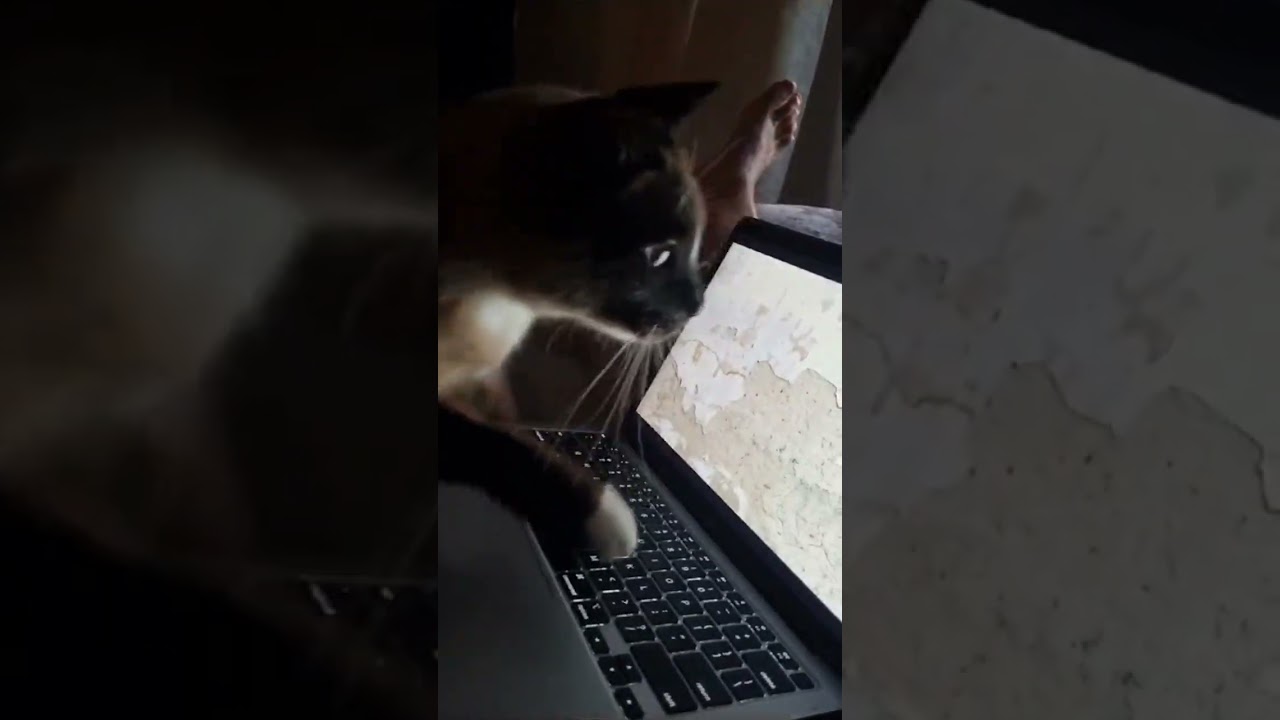 Get the lizard! (look behind the pc! ❤️❤️❤️ ) #shortsfeed #cat #lizard #adorable #carmelo #love