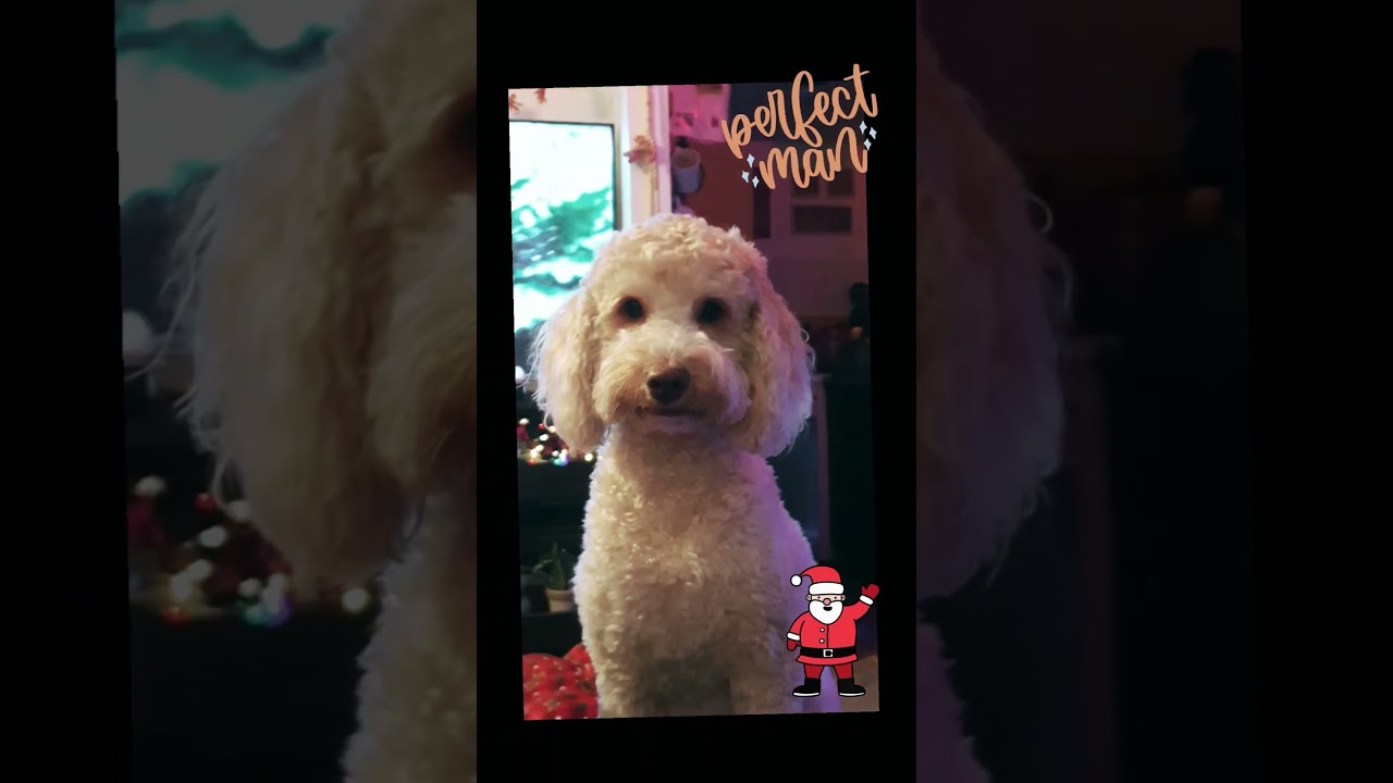 Perfect man ladies!!!! #shortsfeed #love #christmas #perfectmatch #dogs #comedy