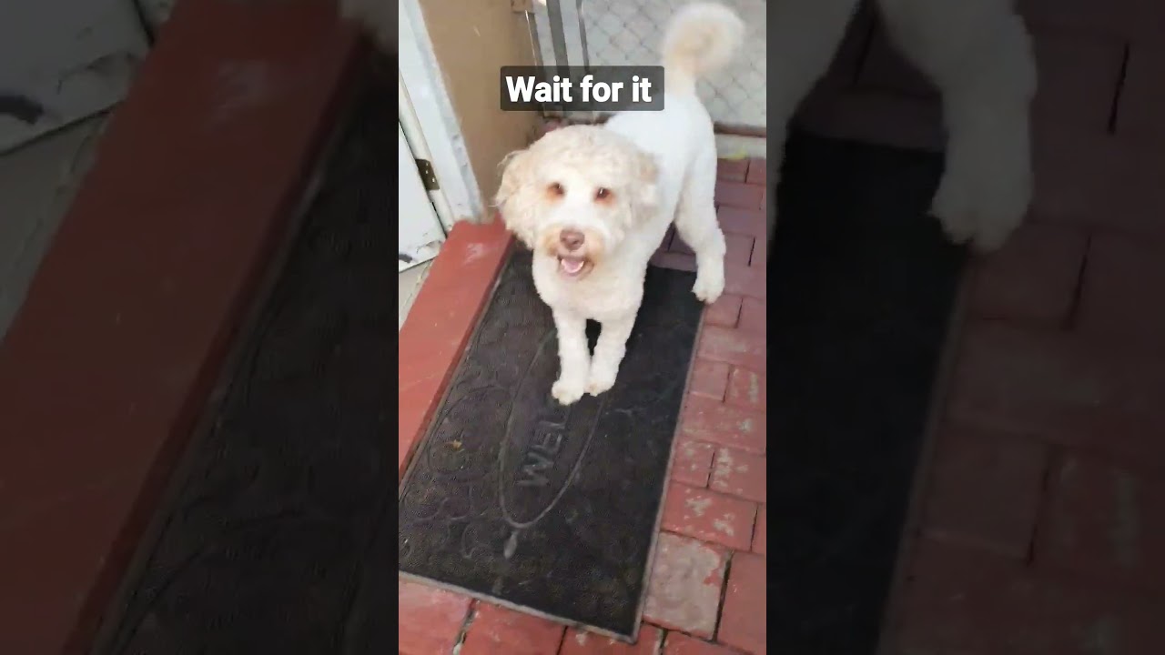 Nuts again! poop zoomies! #shortsfeed #goldendoodle #dogs #zoomies #poop
