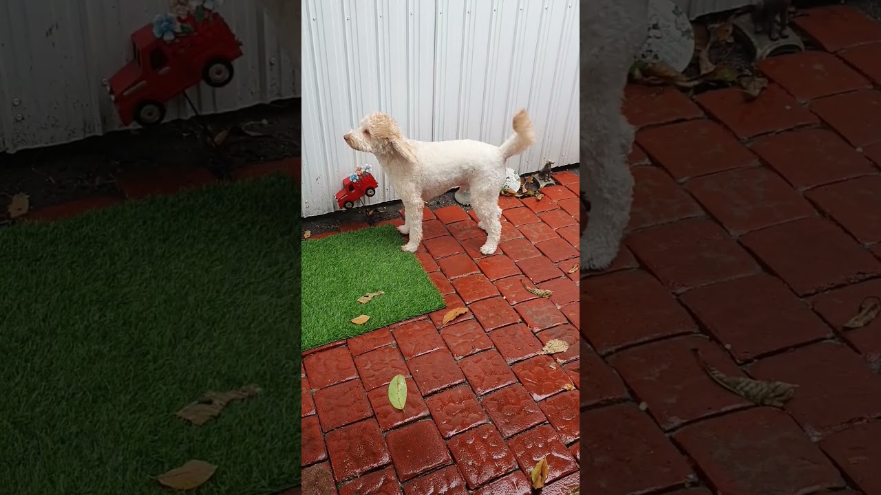 Peeing in the rain #shortsfeed #goldendoodle #love #dogs #rain #maxi #maxwell #frustration