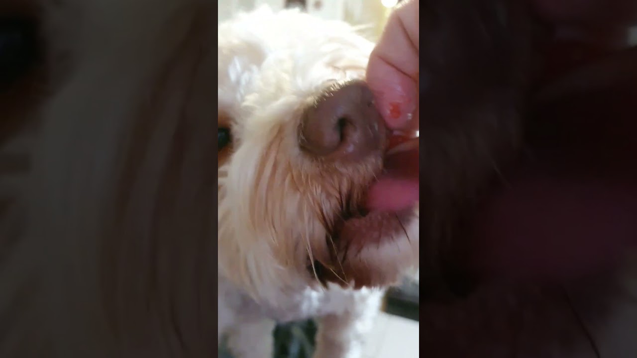 Watermelon attack! #shortsfeed #watermelon #food #goldendoodle #maxwell #maxi #dogs #dogmom #love #p