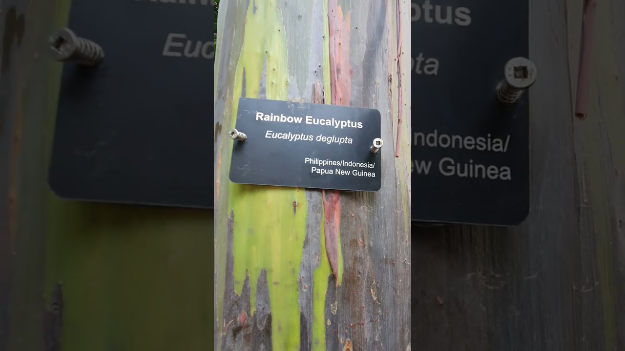 Rainbow tree! #shortsfeed #rainbow #eucalyptus #zoomiami #color #nature #love #australia #medicinal