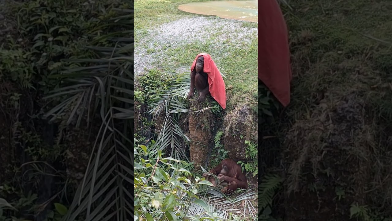 Hilarious orangutan encounter! #shortsfeed #orangutan #zoomiami #zoo #miami #florida #love