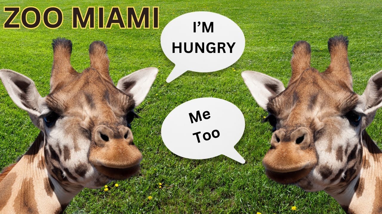 Zoo miami | giraffe feeding, and so much fun!