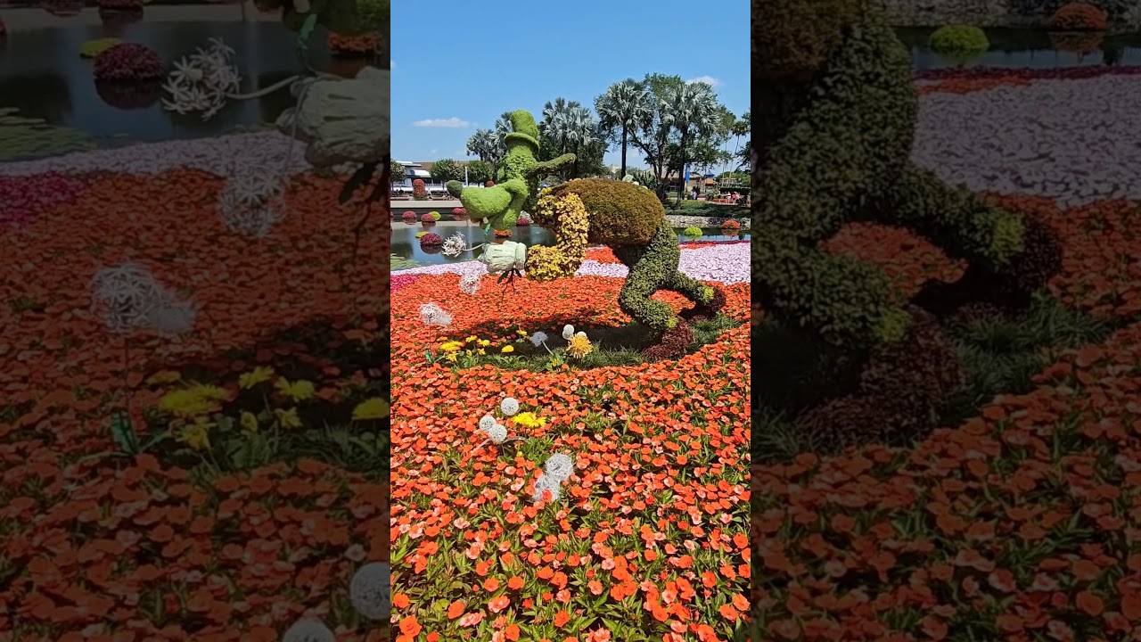 Goofy and upside up water! #shortsfeed #epcot #flowerandgardenfestival #topiary #water #disneyworld