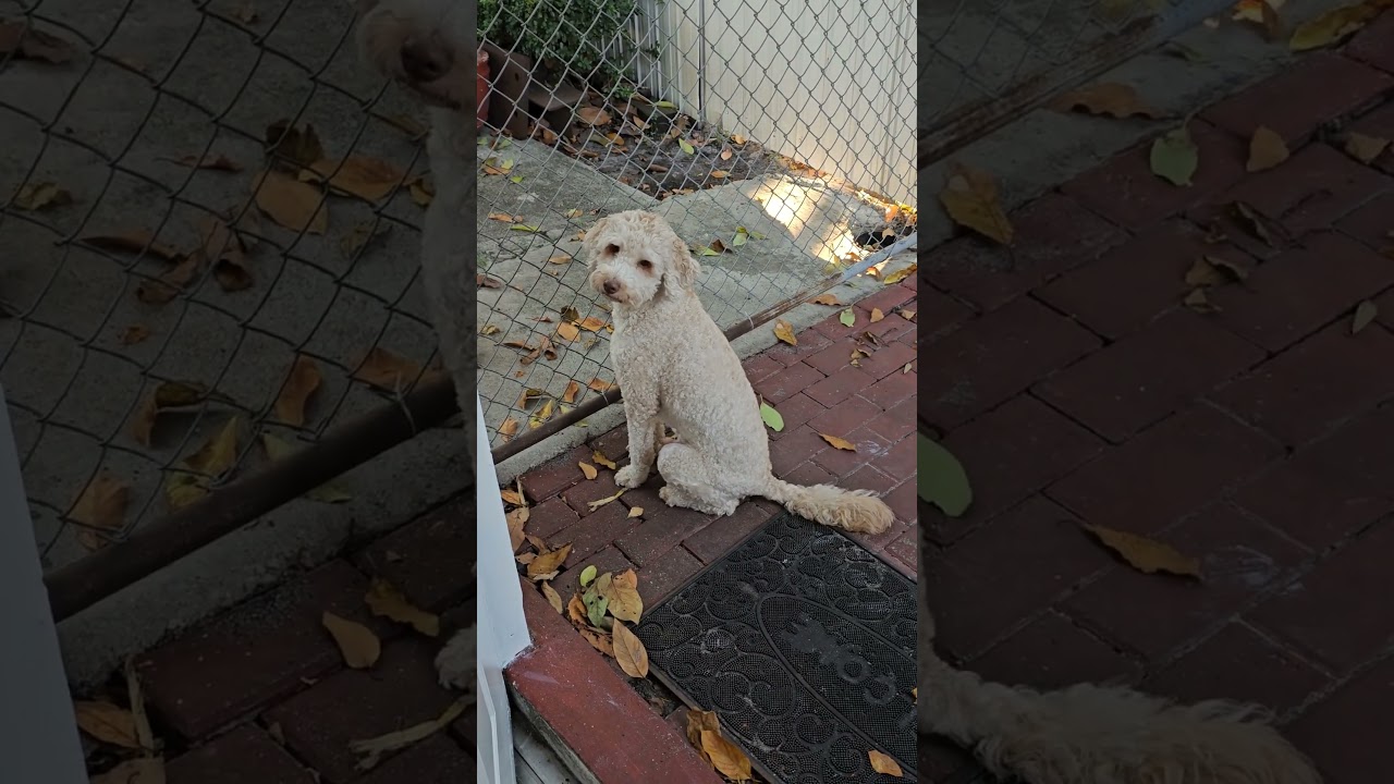 Goldendoodle gossiping! #shortsfeed #gossip #spillthetea #serious #curiosidades #chisme