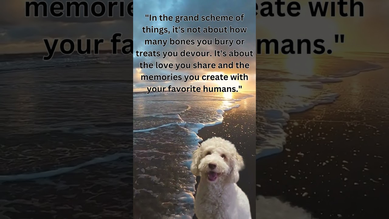 Goldendoodle smart and deep thoughts! #shortsfeed #goldendoodle #love #happyboy