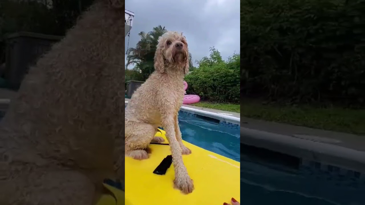 He left! salsa doodle surfed away!