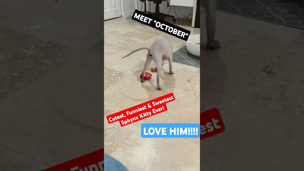 ❤️adorable “october” the sphynx cat playing with a chicken drumstick!🍗 #sphinxcat#cat #funny#october