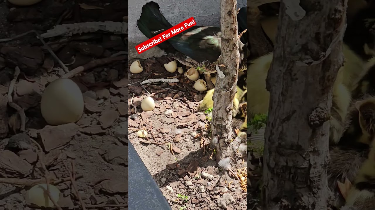 Eggs hatched! #shortsfeed #eggs #baby #ducks #duckling